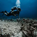 Coral Restoration